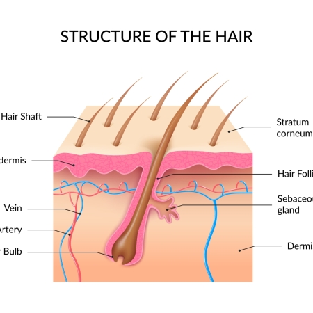 Nang Tóc Là Gì? Vai Trò, Tầm Quan Trọng Của Nang Tóc