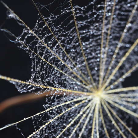 Ứng Dụng Của Protein Tơ Nhện - Giải Pháp Mới Cho Ngành Y Sinh Học