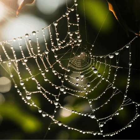 Protein Tơ Nhện: Bí Quyết Chữa Lành Làn Da Hiệu Quả