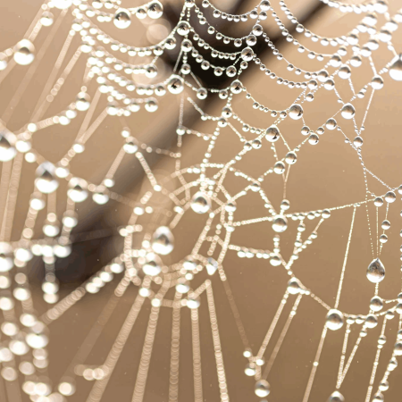 Protein Tơ Nhện: Bí Quyết Phục Hồi Da Tổn Thương Và Chống Lão Hóa Vượt Trội