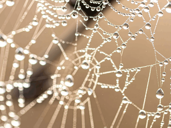 Protein Tơ Nhện: Bí Quyết Phục Hồi Da Tổn Thương Và Chống Lão Hóa Vượt Trội