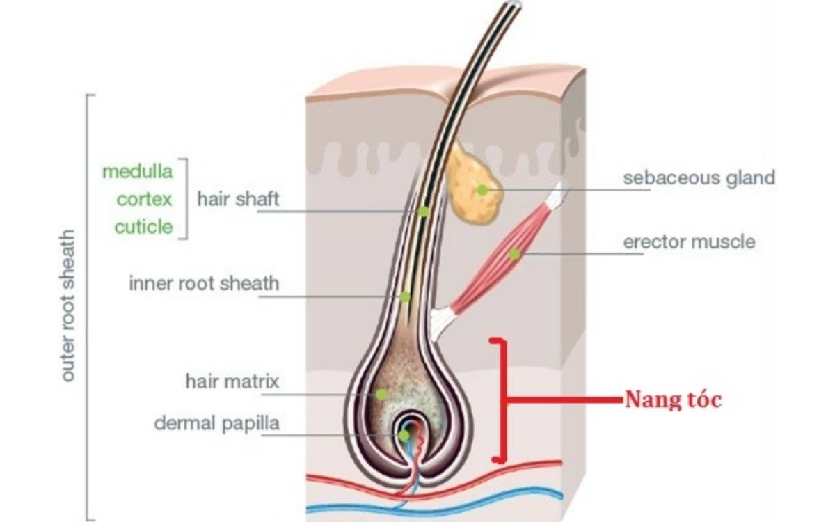 Cấu tạo của nang tóc